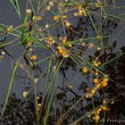 herbstliche Spuren im Wasser