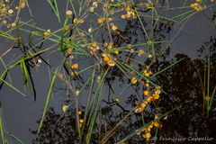 herbstliche Spuren im Wasser