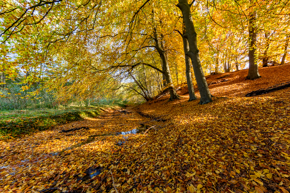 Herbstliche Stille III