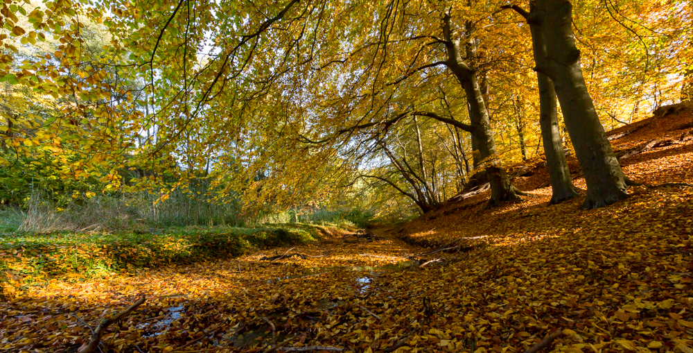 Herbstliche Stille IV