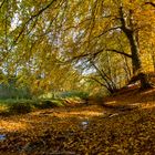 Herbstliche Stille IV