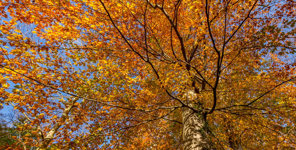 Herbstliche Stille V