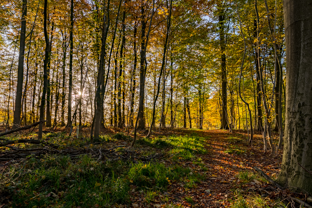 Herbstliche Stille VII