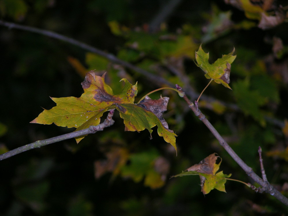 herbstliche Stimmung