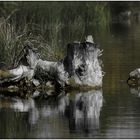 Herbstliche Stimmung am See