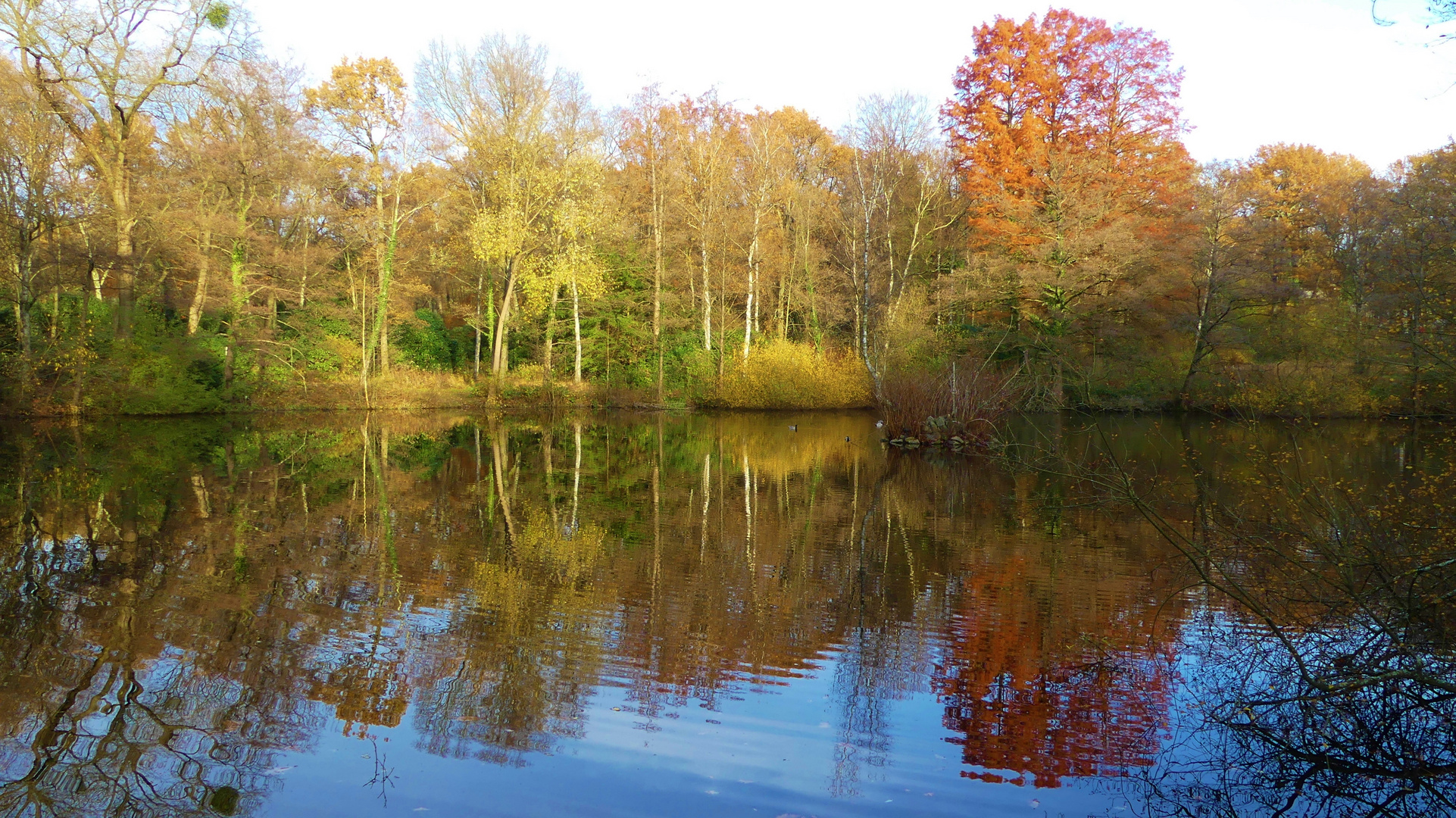 Herbstliche Stimmung am Teich in der Ohligser Heide ...