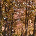 Herbstliche Stimmung auf dem Friedhof