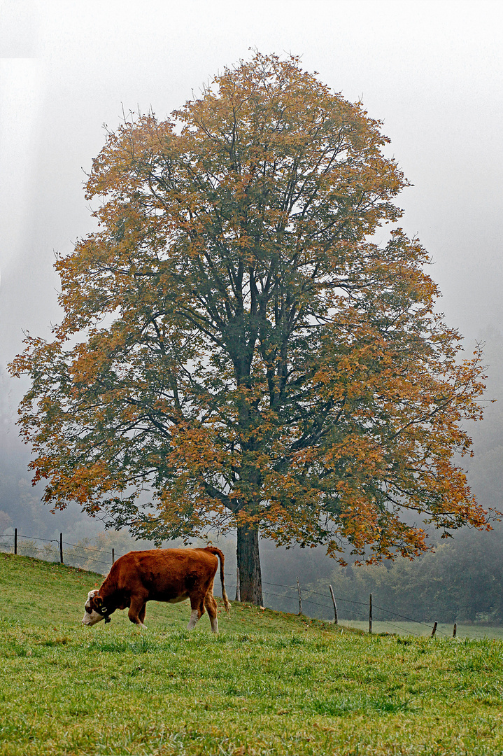 Herbstliche Stimmung auf der Bergwiese