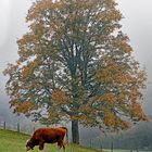 Herbstliche Stimmung auf der Bergwiese