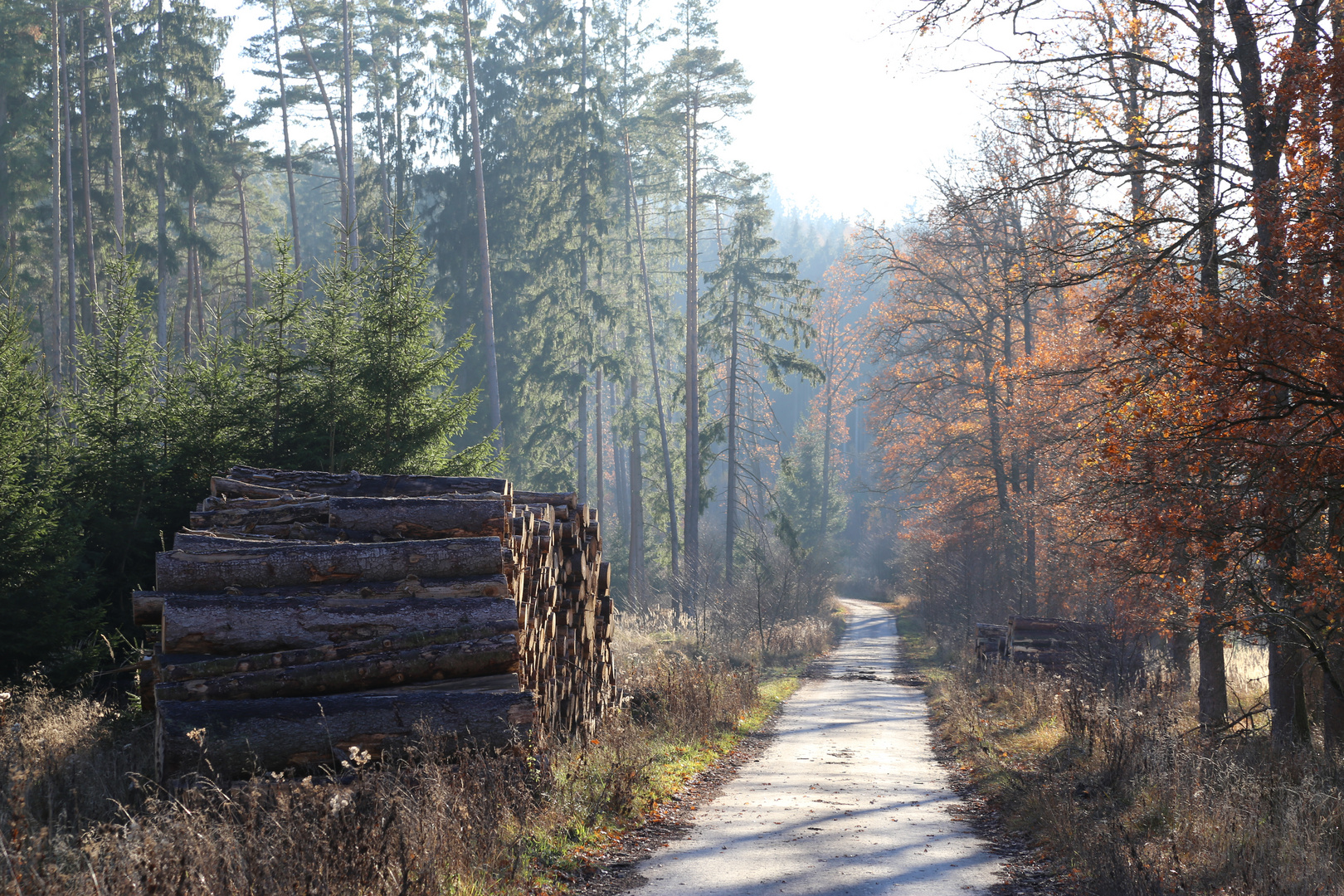 Herbstliche Stimmung im Arnsberger Wald