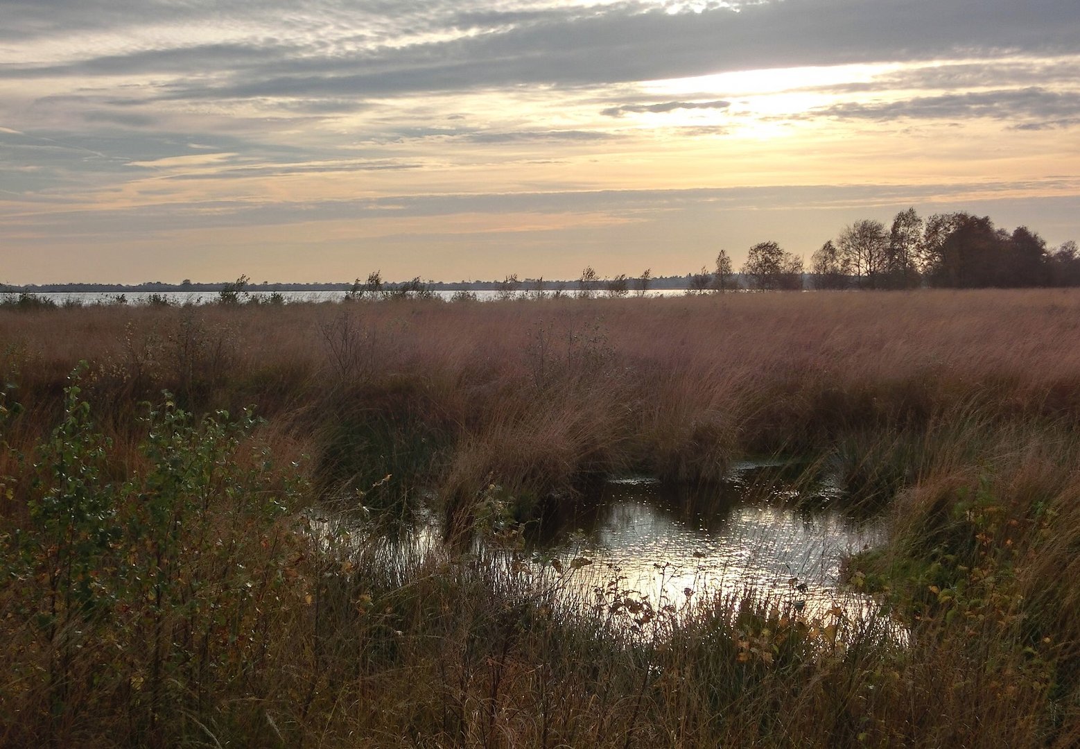 Herbstliche Stimmung im Moor