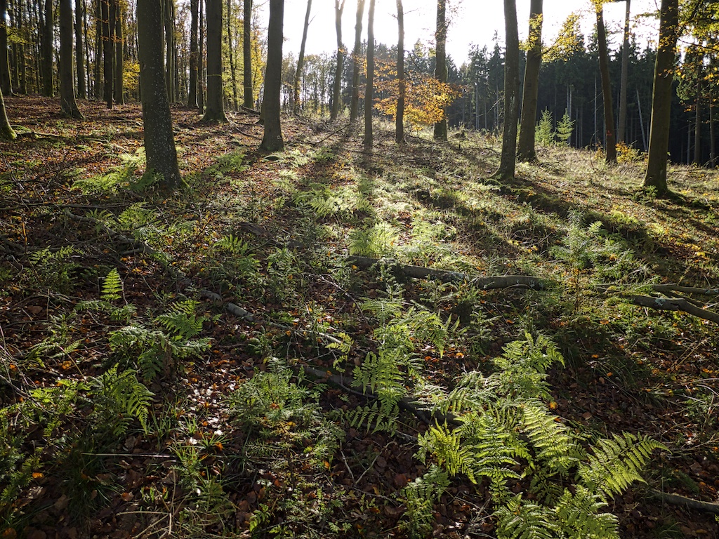 Herbstliche Stimmung im Wald