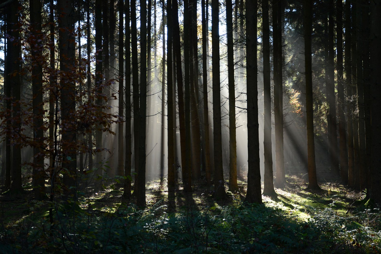 Herbstliche Stimmung im Wald