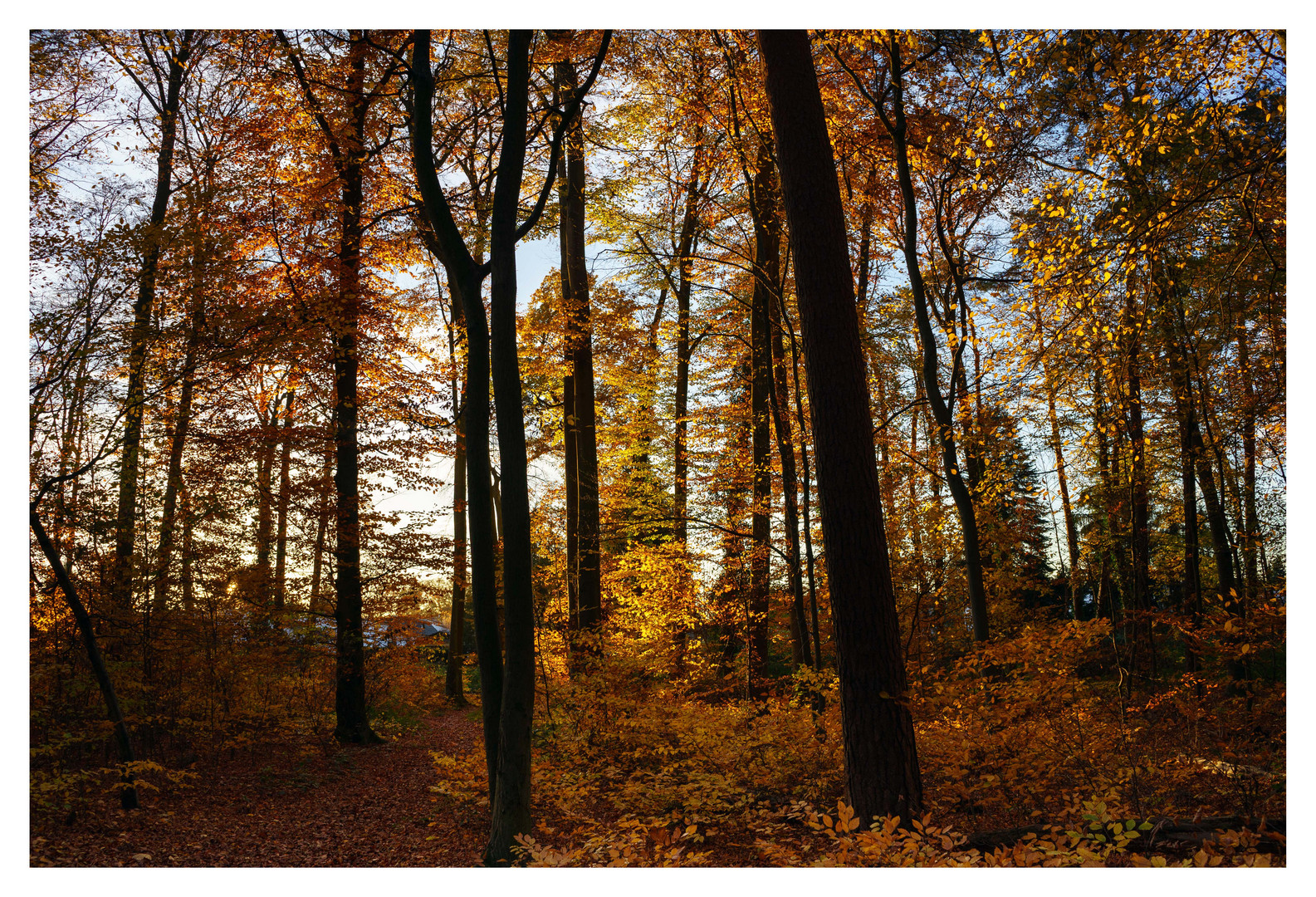 herbstliche Stimmung im Wald.....