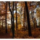 herbstliche Stimmung im Wald.....