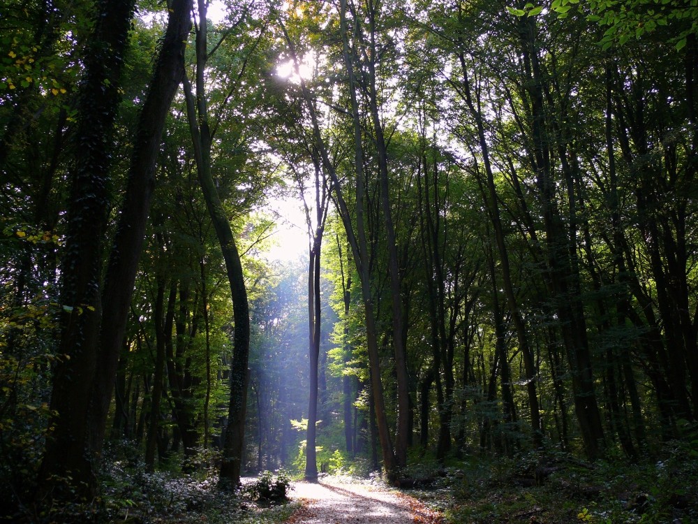 Herbstliche Stimmung in der Bonner Waldau von Michael Selle 