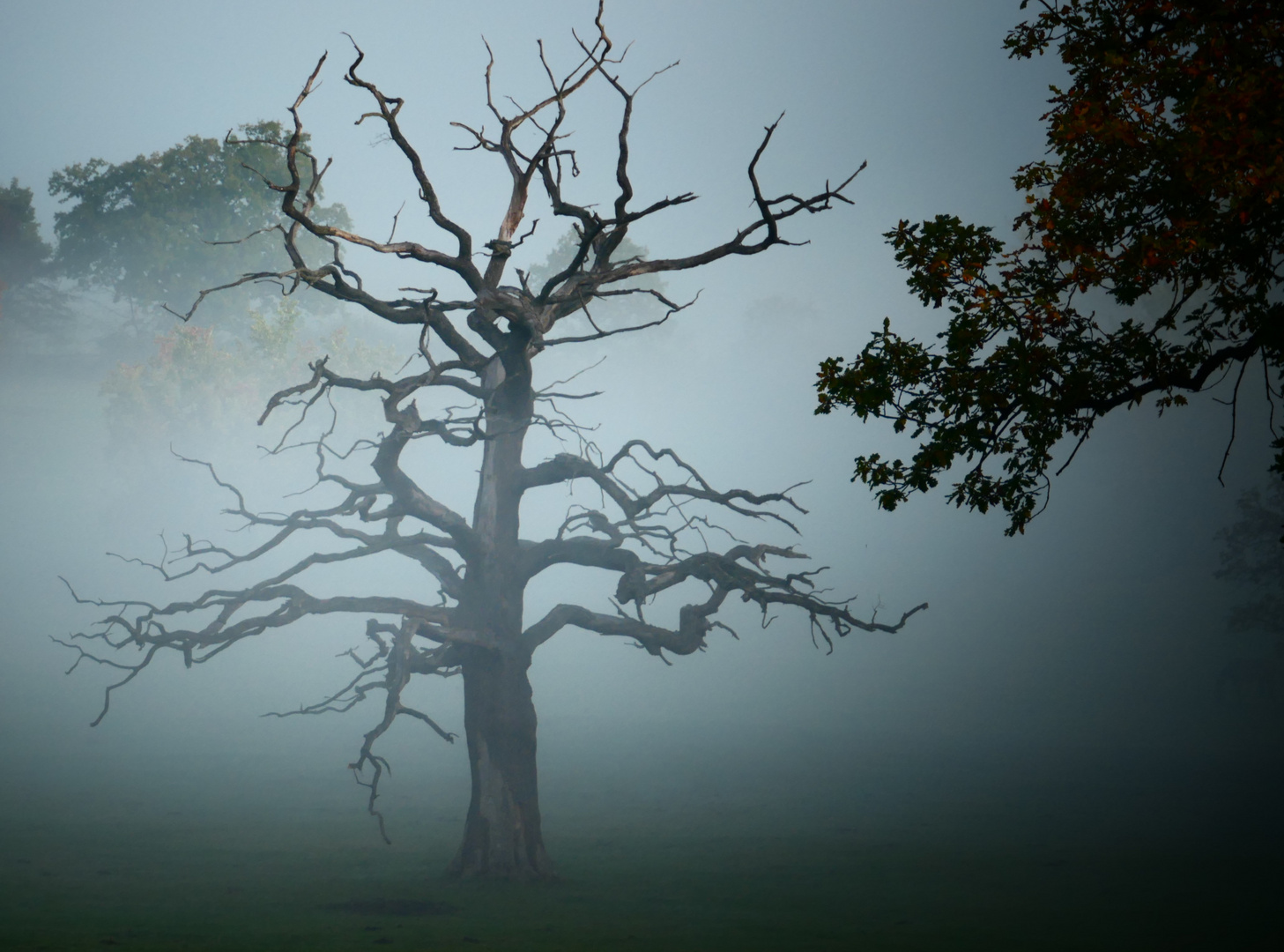 herbstliche Stimmung , Park in Bad Harzburg