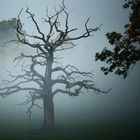 herbstliche Stimmung , Park in Bad Harzburg