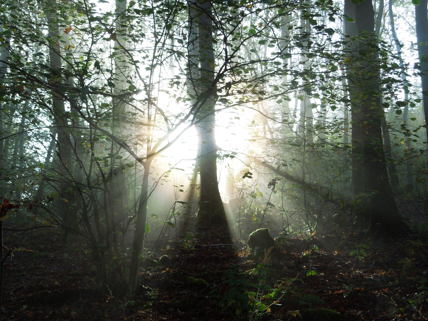 Herbstliche Strahlen