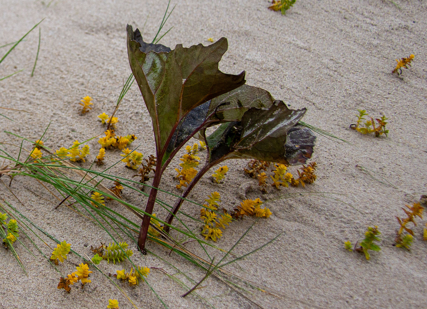 Herbstliche Strandpflanzen