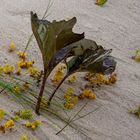 Herbstliche Strandpflanzen