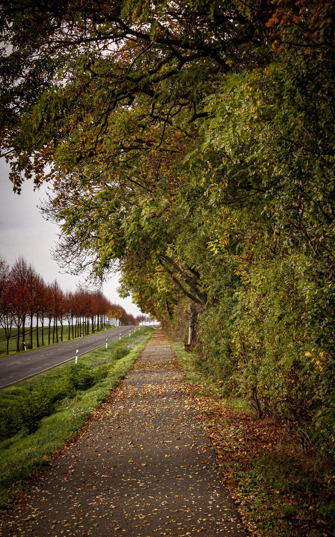 herbstliche Straße