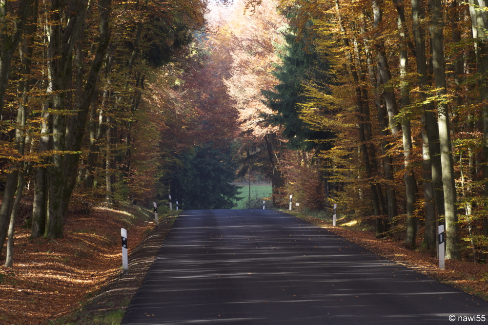 Herbstliche Straße in der Vulkaneifel