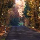 Herbstliche Straße in der Vulkaneifel