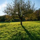 Herbstliche Streuobstwiese