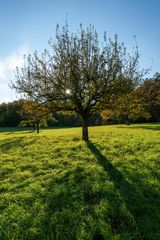 Herbstliche Streuobstwiese