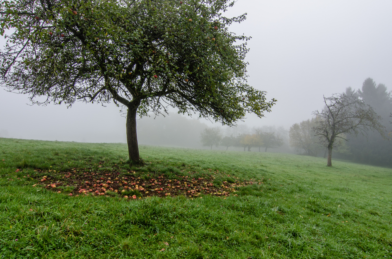 Herbstliche Streuobstwiese