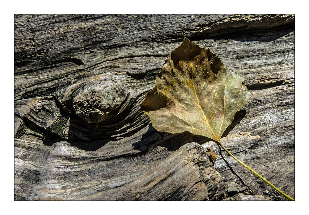 Herbstliche Strukturen