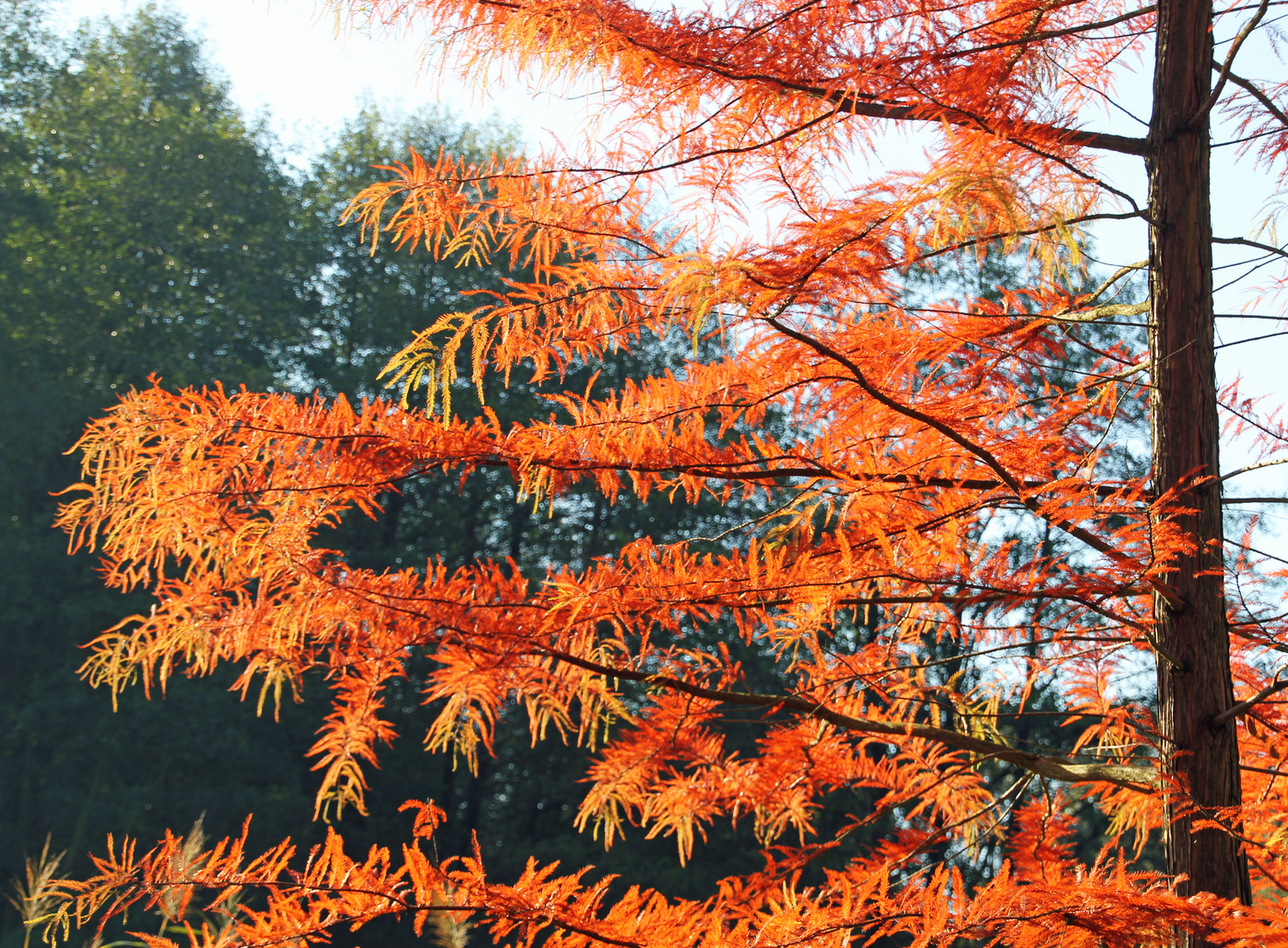 Herbstliche Sumpfzypresse