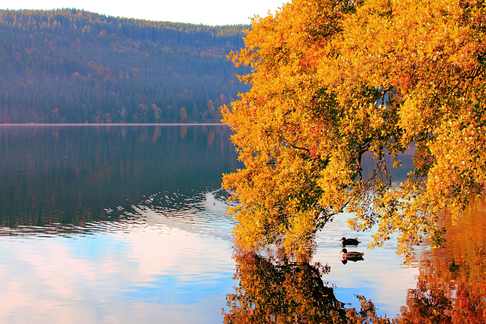 Herbstliche Symbiose