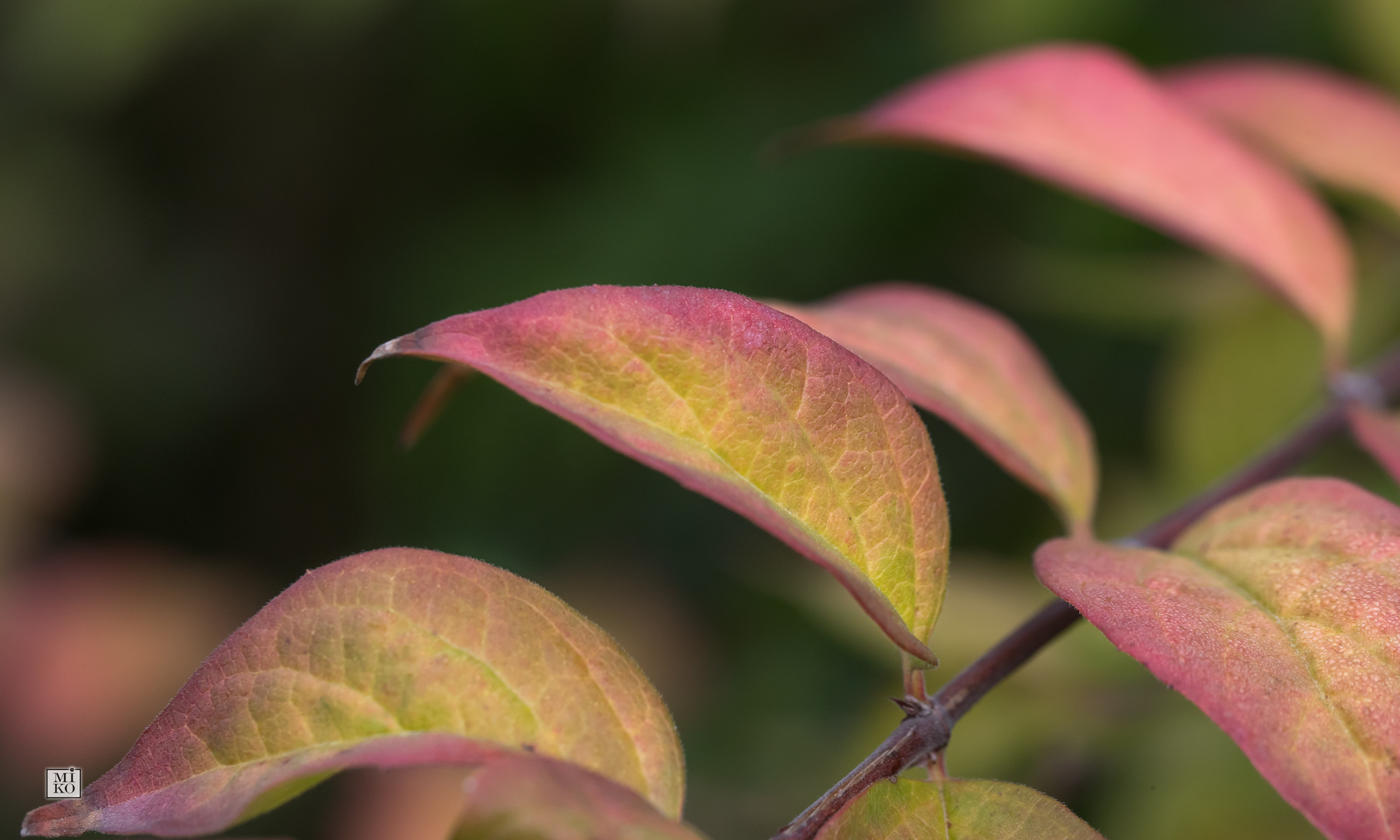 Herbstliche Symphonie Foto &amp; Bild | pflanzen, pilze &amp; flechten ...