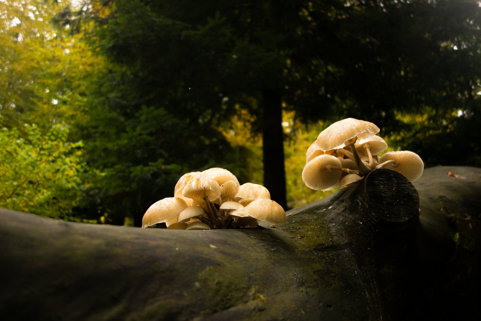 Herbstliche Szene