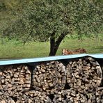 herbstliche Szene mit halbem Haflinger