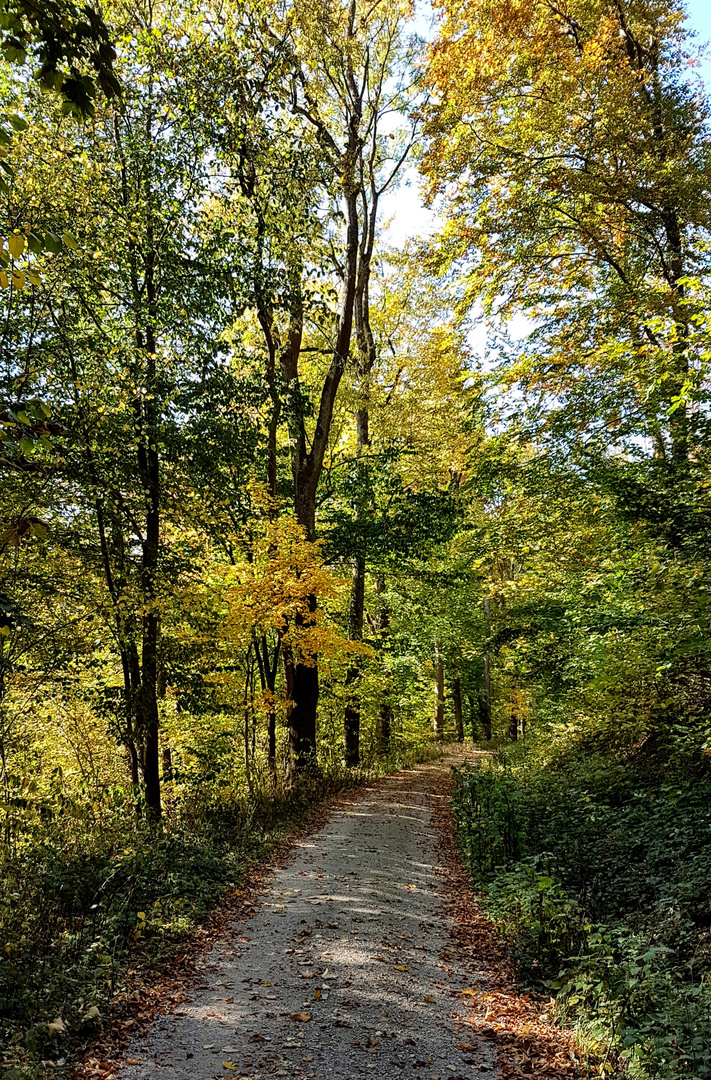 Herbstliche Tage im Solling 2