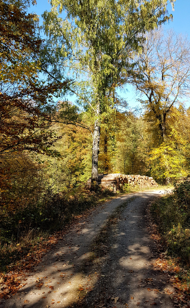 Herbstliche Tage im Solling 3