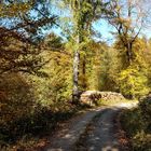 Herbstliche Tage im Solling 3