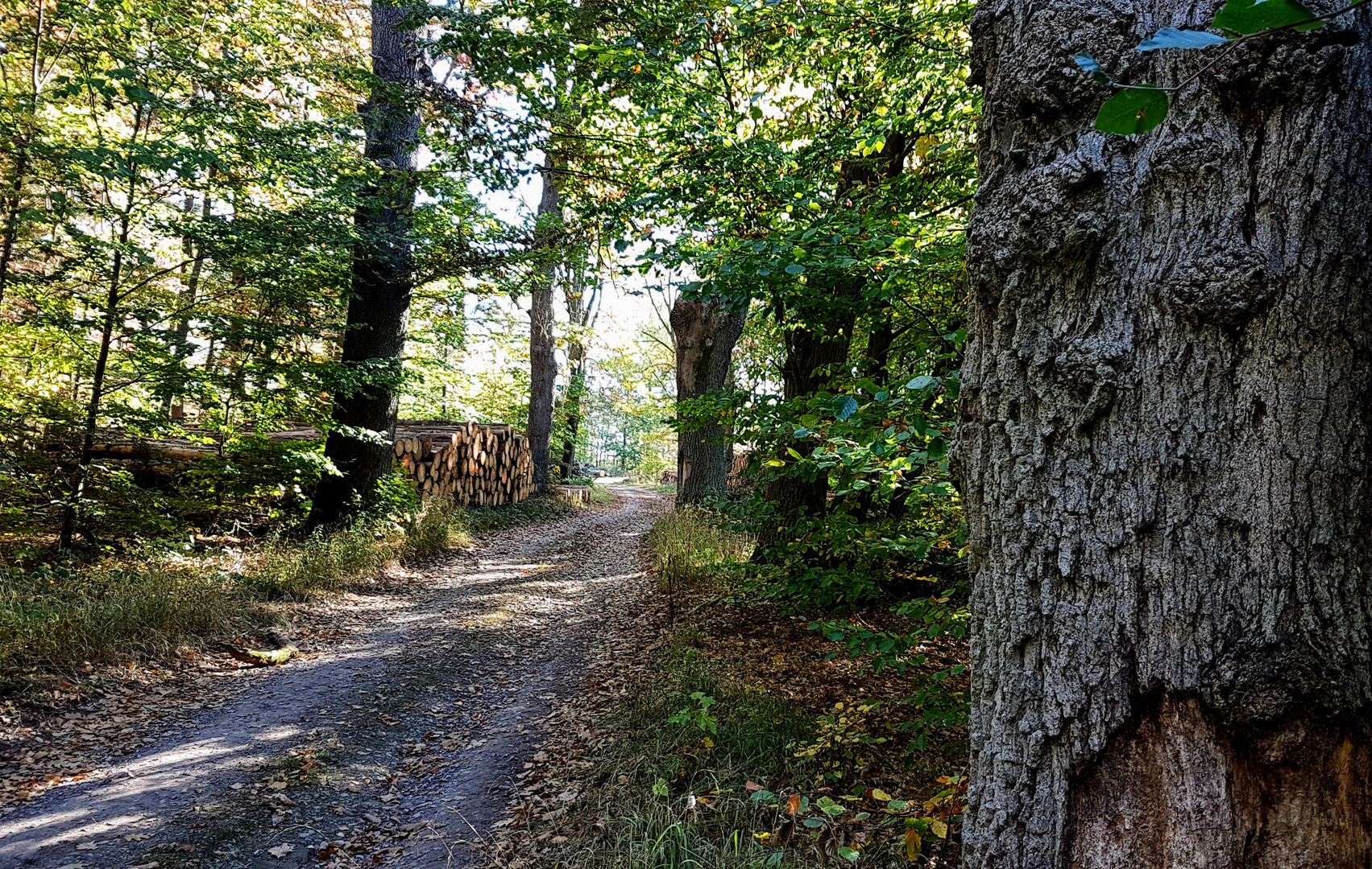 Herbstliche Tage im Solling 4