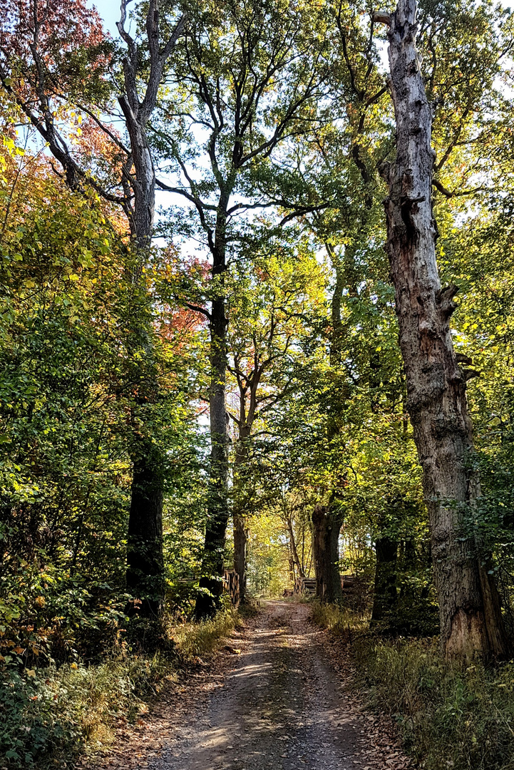 Herbstliche Tage im Solling 5