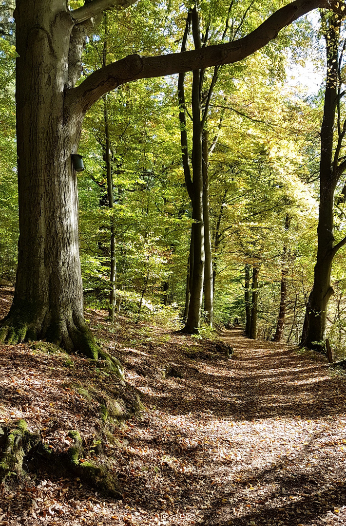 Herbstliche Tage im Solling 6