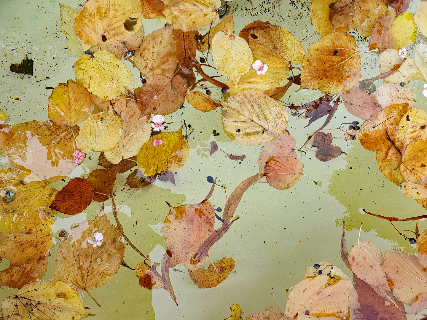 Herbstliche Tapete Foto &amp; Bild | jahreszeiten, herbst, wasser Bilder ...