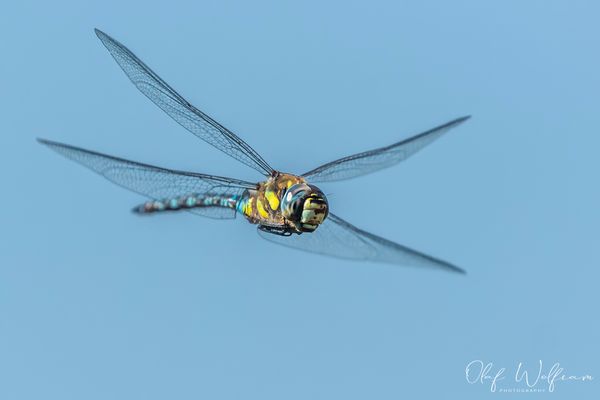 Herbstliche Teichpatrouille