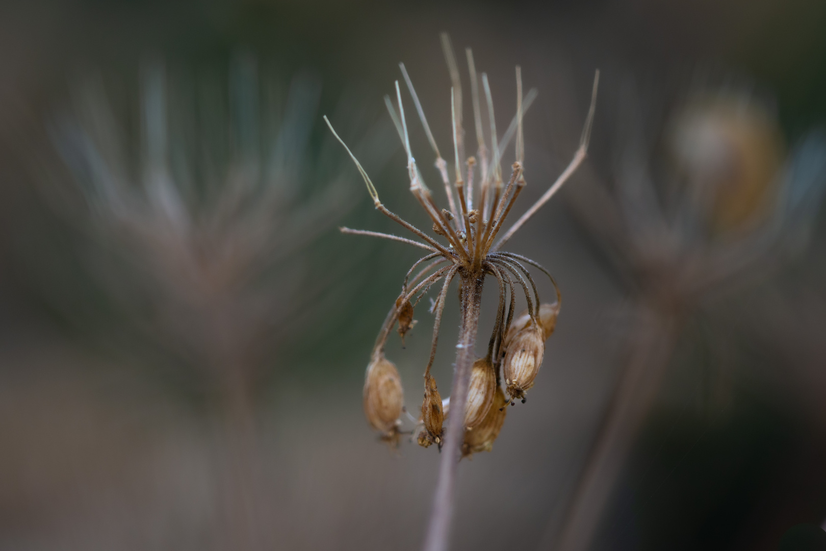 herbstliche Töne