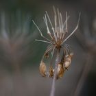 herbstliche Töne