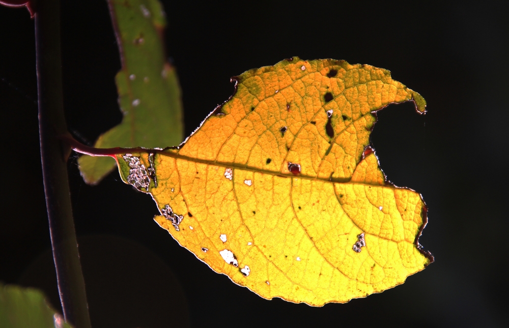 herbstliche Transparenz