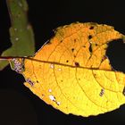 herbstliche Transparenz