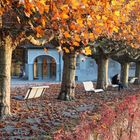 Herbstliche Trauerweide